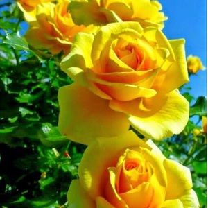 Meet your Posher, Manuel